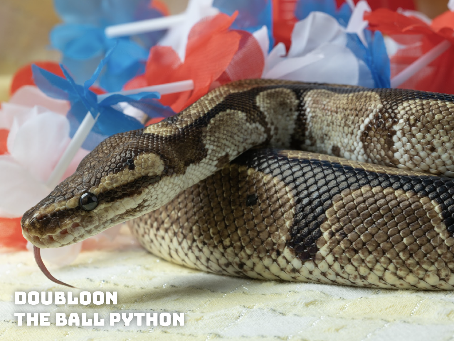 ball python leash